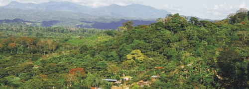 Coffee cultivation under shade trees 